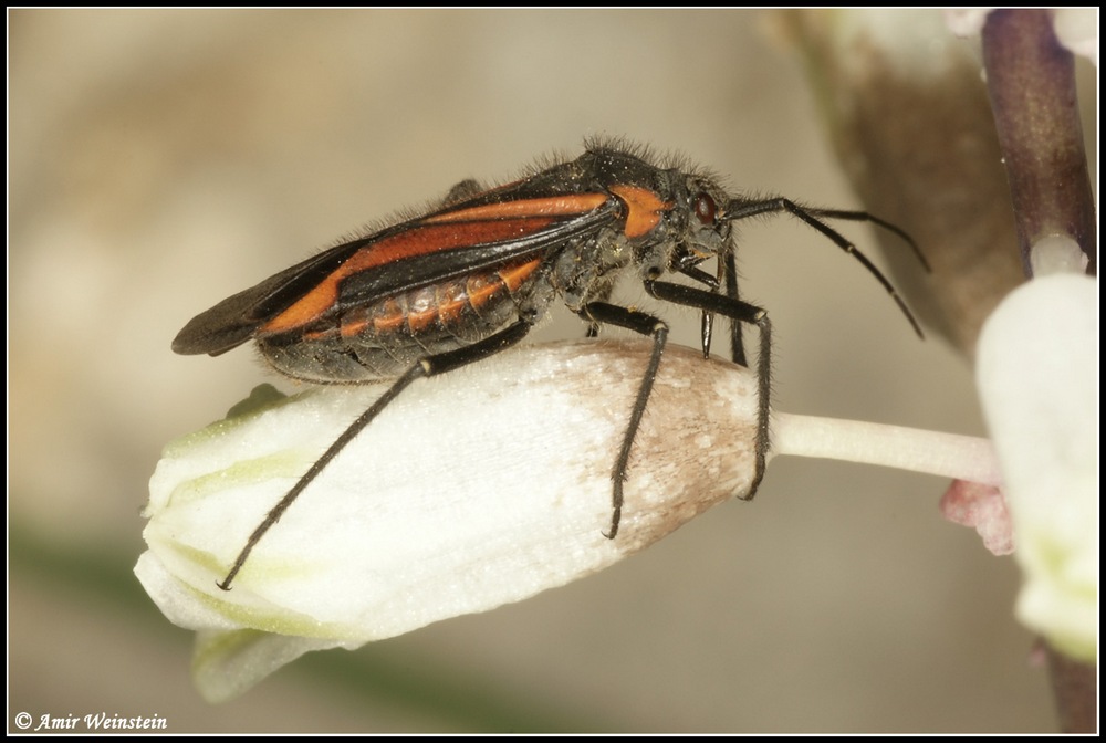 Heteroptera d''Israele: Horistus turcomanus (Horvath, 1889)